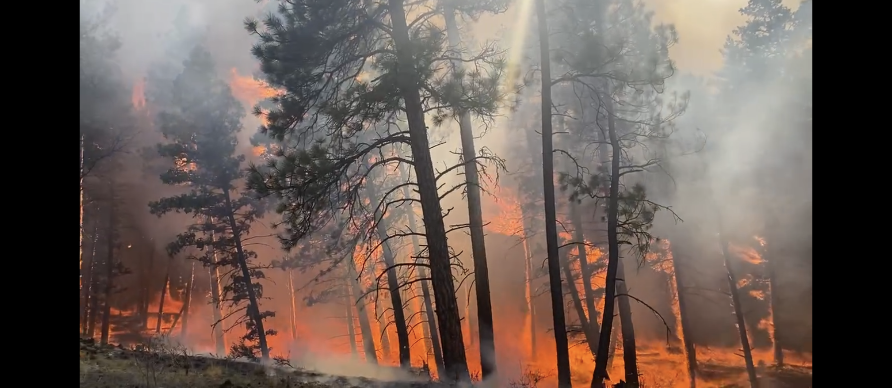 Active fire burns through timber with heavy smoke and torching, showing the dynamic fire behavior wildland crews face during initial attack.